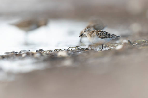istock A little stint (Calidris minuta) foraging during fall migration on the beach. 1426271093