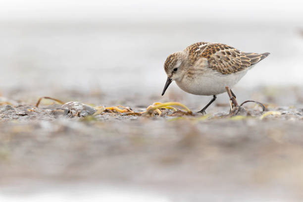 istock A little stint (Calidris minuta) foraging during fall migration on the beach. 1426271229