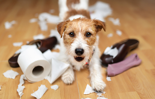 Funny naughty playful puppy smiling and playing with chewed shoes, socks, and toilet paper. Pet dog training.