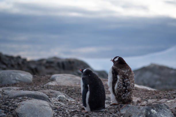 istock Two young Gentoo penguins admiring the scenery at dusk on Jougla Point 1426276081