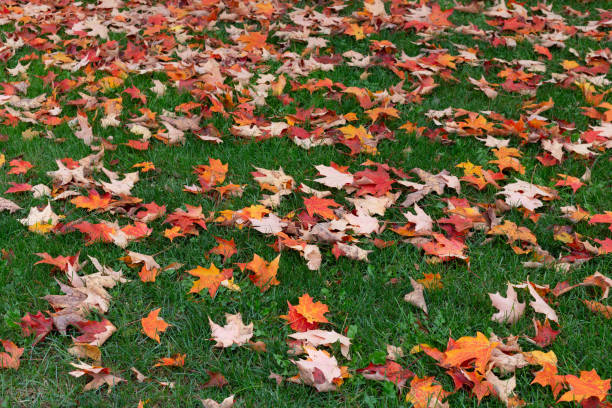 istock maple colored leaves all over the green grass in Autumn 1426277556