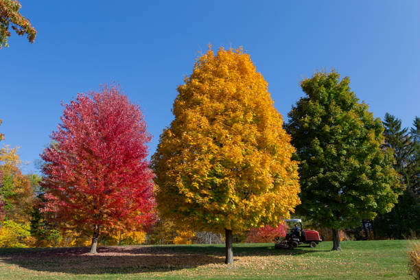 istock a lawn mower on his mower mowing green grass around maple trees 1426277576