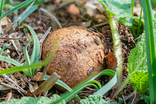 A baby Tyrannosaurus rex dinosaur hatches out of an egg during the Cretaceous Period of North America.