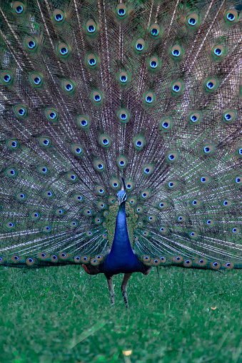Dancing peacock in the forest and green grass