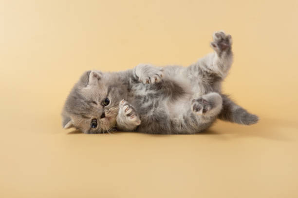 istock A charming gray exotic kitten lies on its back with its paws raised on a colored background. 1426281388