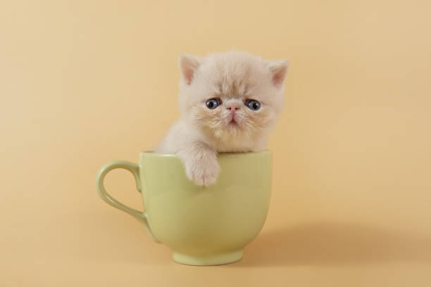 A creamy exotic kitten is sitting in a large green cup on a beige background. Funny Persian kitten on a colored background