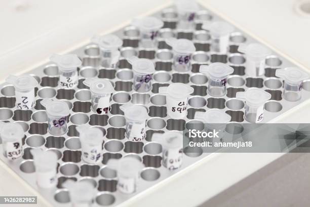 Closeup Of Test Tubes At A Thermal Cycler Block In A Molecular Biology Laboratory Polymerase Chain Reaction Technique Pcr Technique Stock Photo - Download Image Now