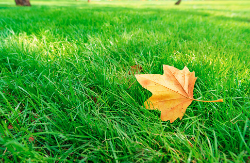 yellow maple leaf on green grass in city park, late summer and early autumn season, beautiful nature, trees and lawn