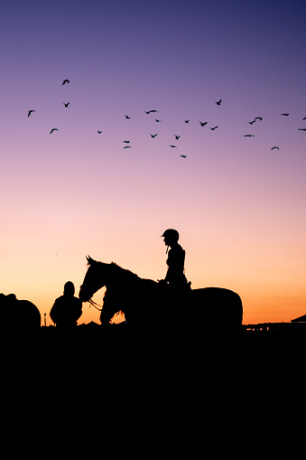 Silhouettes of Horses and Seagulls in The Dusk.