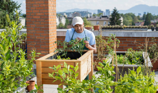 istock Man Planting Vegetables In His Raised Beds On Rooftop 1426287230