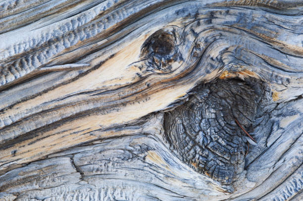 close-up de bristlecone pine wood grain - nevada pine tree bristlecone pine snow - fotografias e filmes do acervo