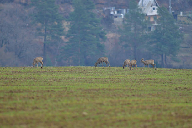 istock A herd of roe deer graze on grass in an agricultural field 1426291530