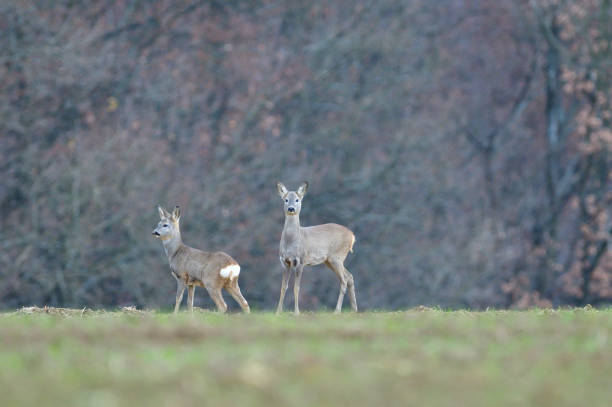 istock A herd of roe deer graze on grass in an agricultural field 1426291982