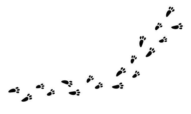 ilustrações de stock, clip art, desenhos animados e ícones de rabbit footprint black graphic print. - rabbit vector black composition