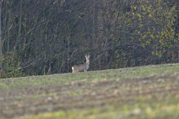 istock A herd of roe deer graze on grass in an agricultural field 1426292309