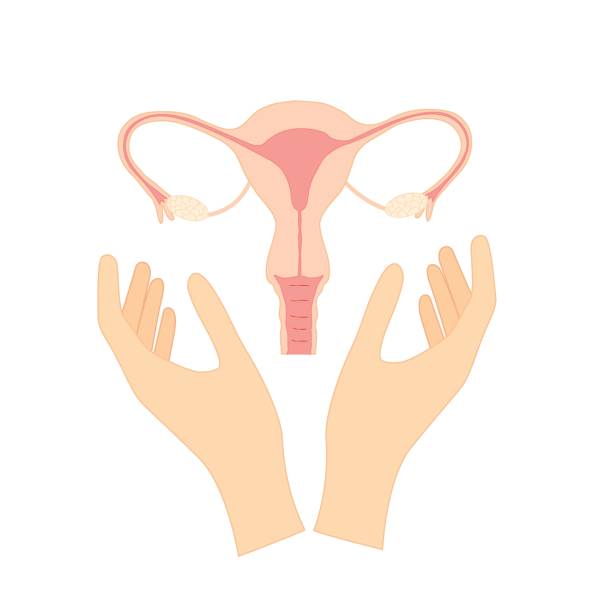 istock Hands holding uterus with ovaries. Vector illustration of female reproductive organs. Hormonal health 1426292755