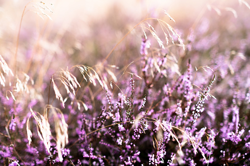 Heather rings in autumn