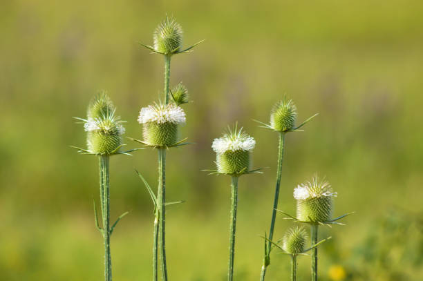 istock Closeup of cutleaf teasel green seeds with green blurred background 1426295353