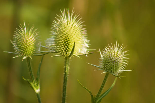 istock Closeup of three cutleaf teasel green seeds with green blurred background 1426295401