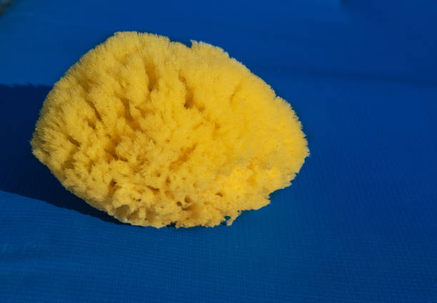 Natural sponge outdoor Natural sponge outdoor. Greek sponges on sea shore, round yellow sponge, eco body care concept, eco friendly hygiene accessory on a pebble beach sponge bath sponge nature animal stock pictures, royalty-free photos & images