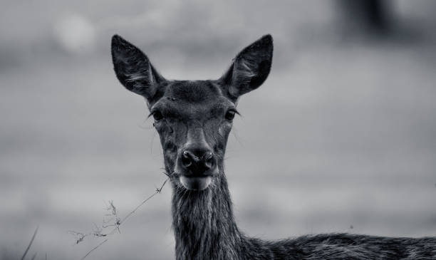 istock Female Red Deer Face Black and White 1426299355