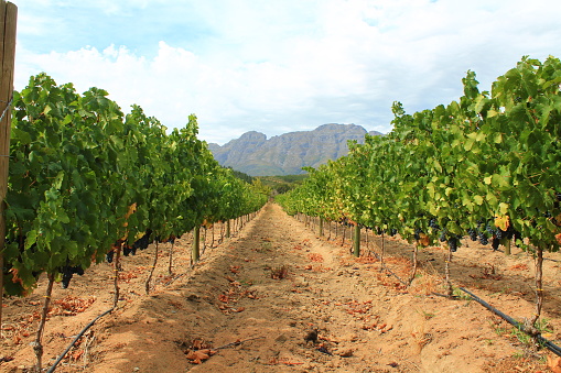 Stellenbosch is a famous university town in the Western Cape Province featuring a lot of vineyards