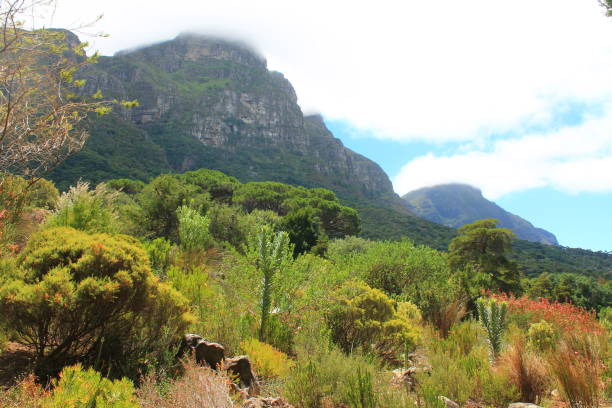 istock Lush foliage close to the Table Mountain National Park 1426301751