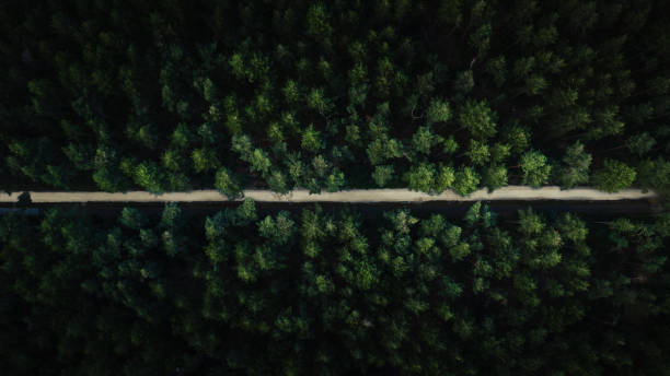 istock Aerial view of a straight road through a forest 1426304119