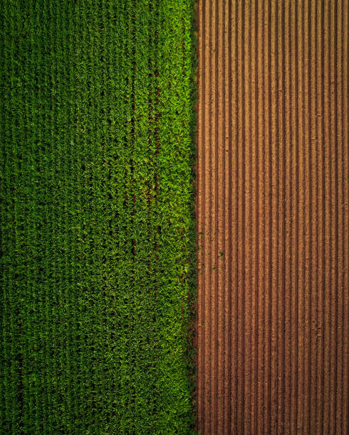 istock Aerial image of a corn crop field. Half-cut 1426304210