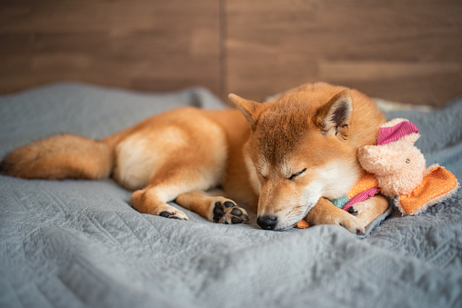 Cute shiba inu 5 month old puppy is sleeping on the bed with soft toy.
