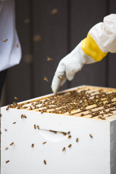 ミツバチ飼育容器の上の手のクローズアップショット - bee honey bee single flower honey ストックフォトと画像