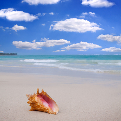 Beach shell ocean conch copyspace background. Serene landscape with seashell lying on white sand in water for tropical summer vacations concept. Travel in the Caribbean.