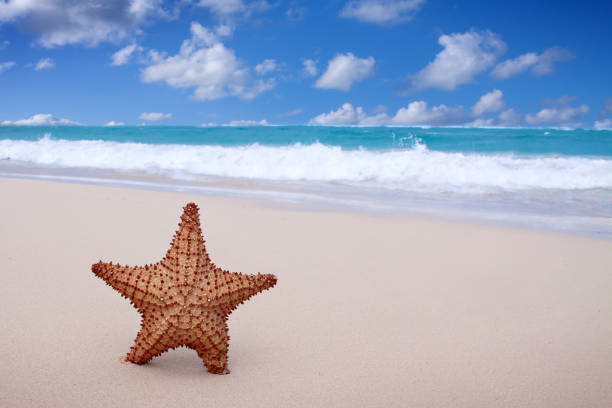 istock Starfish on the white sandy beach in Dominican Republic. 1426305950