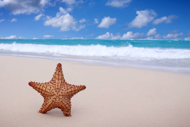 Starfish on the white sandy beach in Dominican Republic. Caribbean starfish over wavy white sand beach . Copy space for your text. shell starfish orange sea stock pictures, royalty-free photos & images