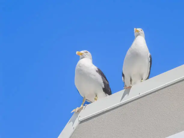 Two blackback gulls looking as if on watch duty on roof of building