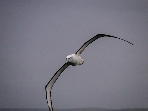 Royal Albatross, Otago, New Zealand.