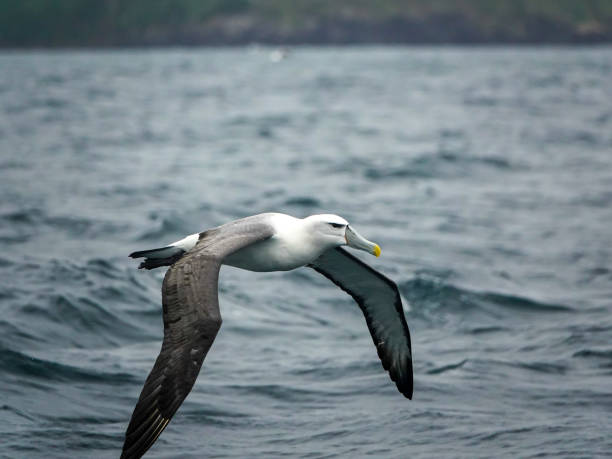 Royal Albatross, Otago, New Zealand. stock photo