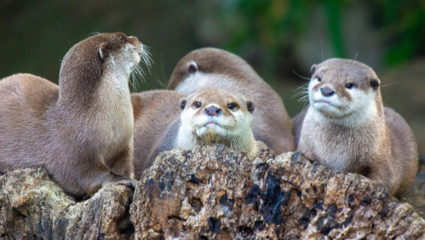istock Family of Otters 1426316628