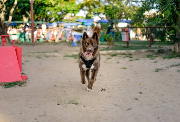 Cute Brown Siberian Husky running in public square