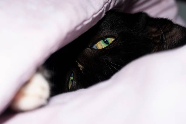 istock Cat eye. Macro photo, close up. 1426317248