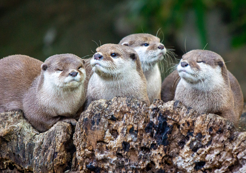 Portrait of a laughing eurasian otter (Lutra lutra).