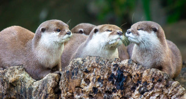 istock Cute Otter Family 1426318275
