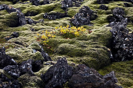 Moss covered rocky and volcanic landscape in Iceland