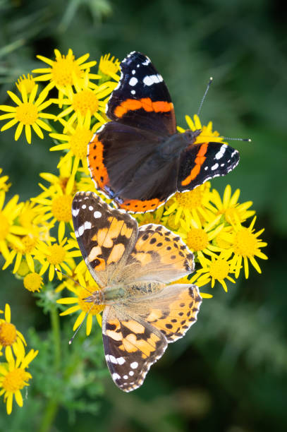 istock Red Admiral and Painted Lady on Ragwort 1426319872