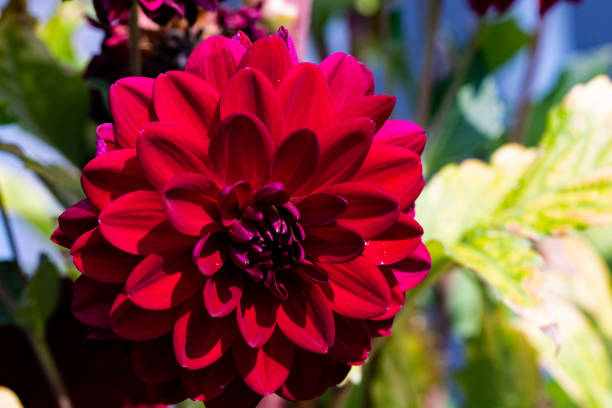 istock Red dahlia flower in full bloom. 1426320020