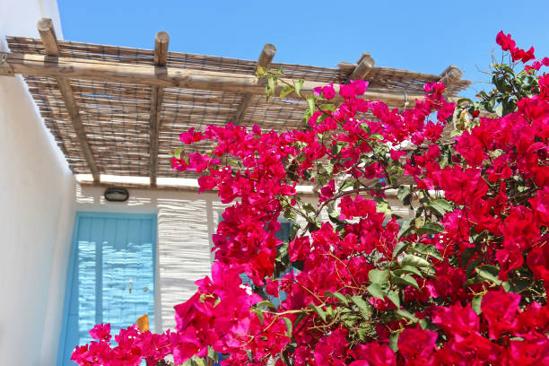 blooming bougainvilleas at Ano Koufonisi island Cyclades Greece stock photo