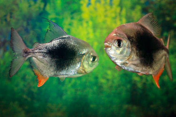 istock Myleus fish. Myleus sp Lamax III 1426320903