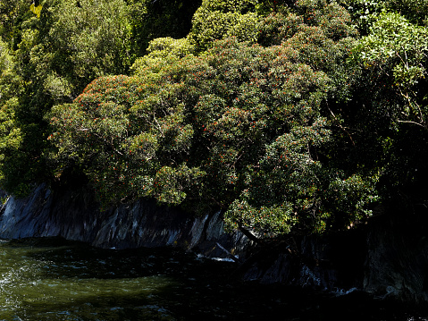 Pōhutukawa tree overhanging Milford Sound, New Zealand.