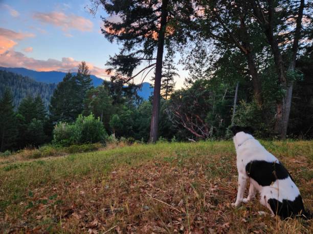 istock Willie dog enjoys the sunset 1426322666