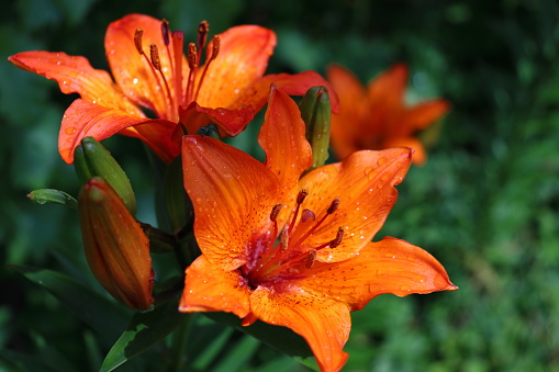 Colorful Tiger Lilies in a Garden in Spring